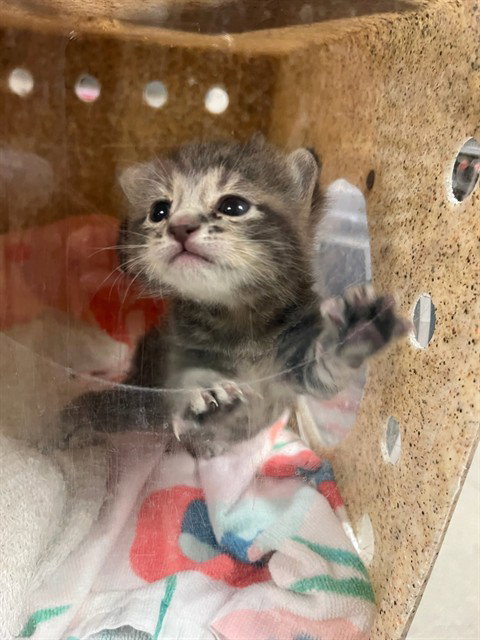 SQUID, Baby Domestic Short Hair (medium coat), cat for adoption in Westminster, California