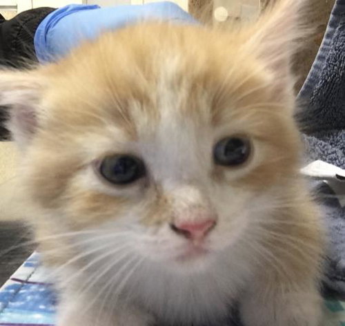 LEO, Baby Domestic Short Hair (medium coat), cat for adoption in Westminster, California