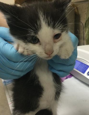 TOM, Baby Domestic Short Hair (medium coat), cat for adoption in Westminster, California