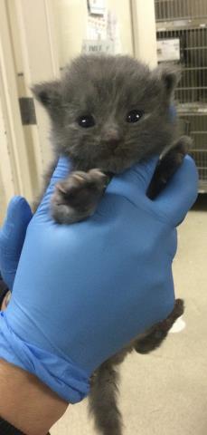 SMOKEY, Baby Domestic Short Hair (medium coat), cat for adoption in Westminster, California