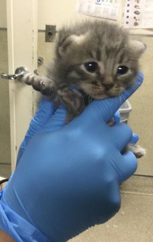 A1905777, Baby Domestic Short Hair (medium coat), cat for adoption in Westminster, California