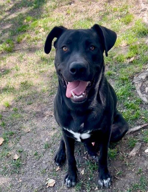 PHILIP, an adoptable Labrador Retriever in Riverside, CA