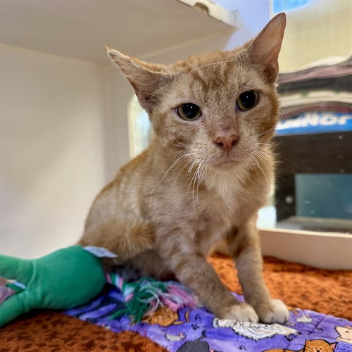 LEMON, Adult Domestic Short Hair (medium coat), cat for adoption in Westminster, California