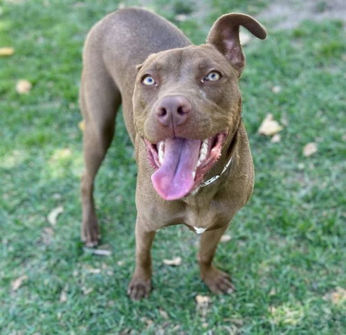 LADY - Pit Bull Terrier available for adoption