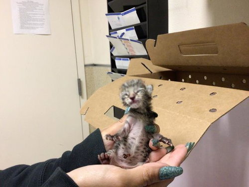POE POE, Baby Domestic Short Hair (medium coat), cat for adoption in Westminster, California