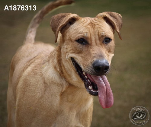 ROCKY, an adoptable Rhodesian Ridgeback in Riverside, CA
