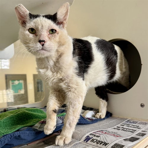 PANCAKE, Adult Domestic Short Hair (medium coat), cat for adoption in Westminster, California