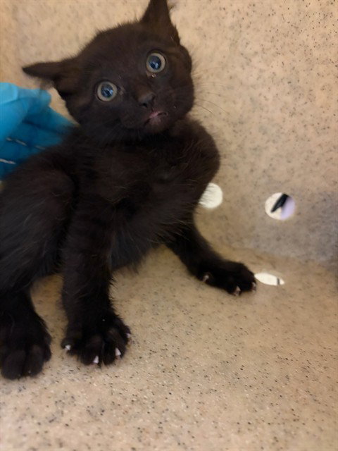 SOOKIE, Baby Domestic Short Hair (medium coat), cat for adoption in Westminster, California