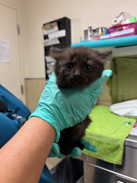 LOGAN, Baby Domestic Short Hair (medium coat), cat for adoption in Westminster, California