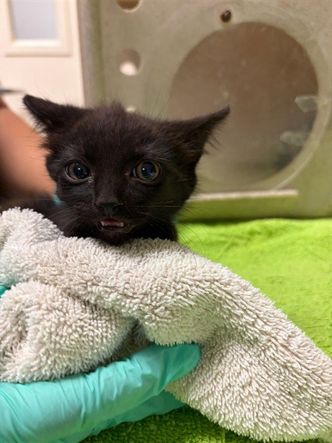 LORELAI, an adoptable Domestic Short Hair in Riverside, CA