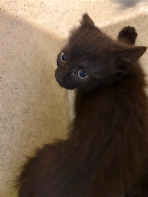 PARIS, Baby Domestic Short Hair (medium coat), cat for adoption in Westminster, California