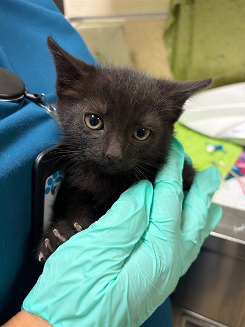 LUKE, Baby Domestic Short Hair (medium coat), cat for adoption in Westminster, California