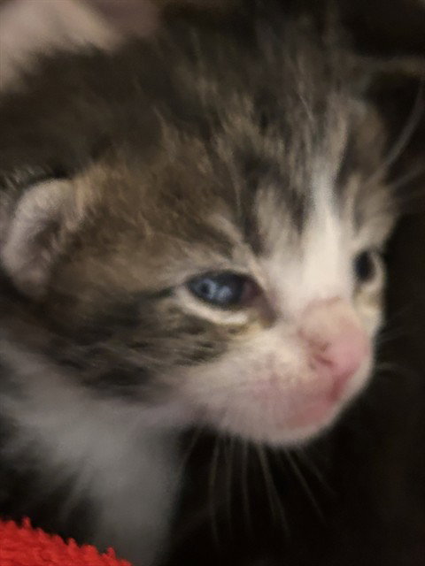 ROCCO Image