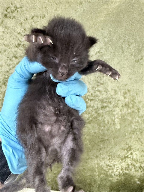 BLUEBERRY, Baby Domestic Short Hair (medium coat), cat for adoption in Westminster, California