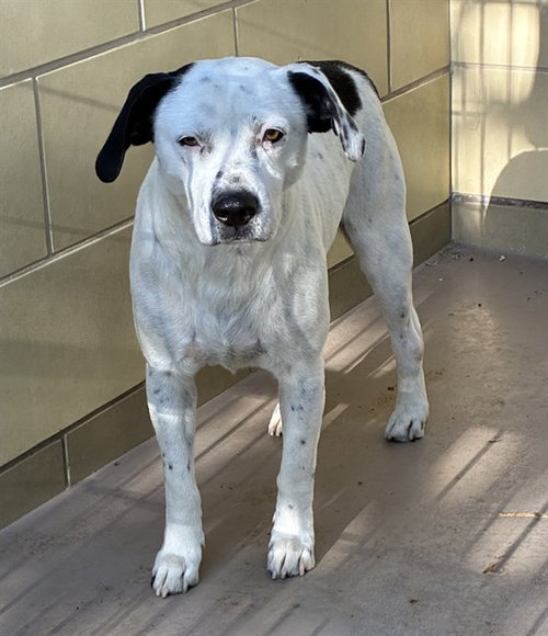 PAT, an adoptable Terrier in Riverside, CA