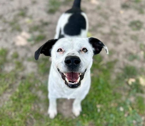 PAT, an adoptable Terrier in Riverside, CA