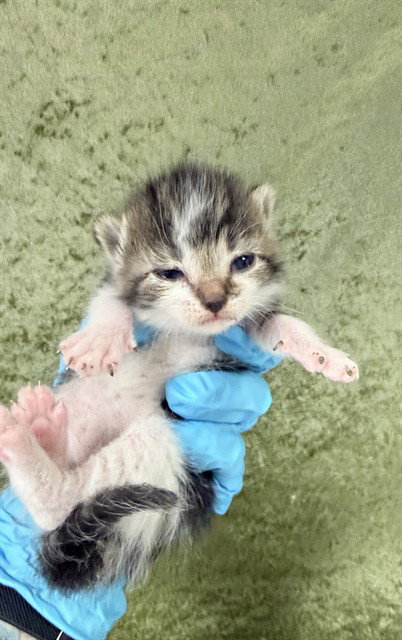 RIVER, Baby Domestic Short Hair (medium coat), cat for adoption in Westminster, California