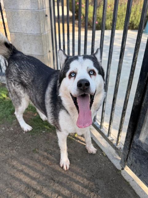 JOKER, an adoptable Siberian Husky in Riverside, CA