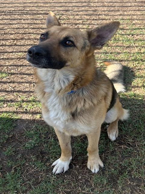 DUDE, an adoptable German Shepherd Dog in Riverside, CA