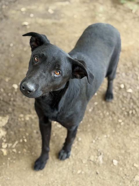 PANCAKE, an adoptable Labrador Retriever in Riverside, CA