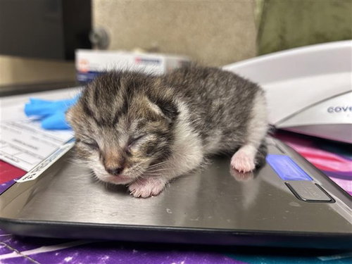 FREDDY, Baby Domestic Short Hair (medium coat), cat for adoption in Westminster, California