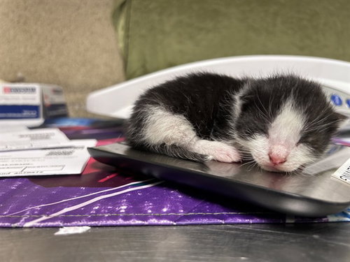 STEVIE, Baby Domestic Short Hair (medium coat), cat for adoption in Westminster, California