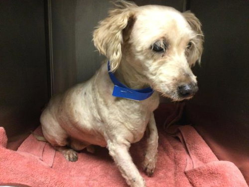 TEDDY, an adoptable Terrier in Riverside, CA