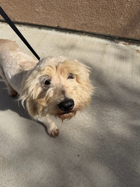 NOODLE, an adoptable Poodle in Riverside, CA