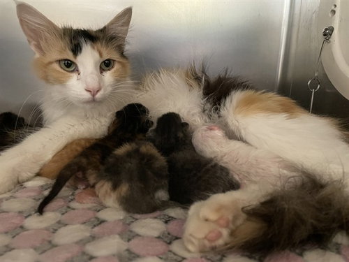 APRIL, Adult Domestic Long Hair (medium coat), cat for adoption in Westminster, California