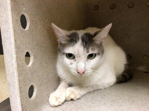 MAY, Adult Domestic Short Hair (medium coat), cat for adoption in Westminster, California