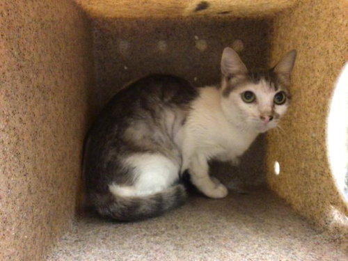 JUNE, an adoptable Domestic Short Hair in Riverside, CA