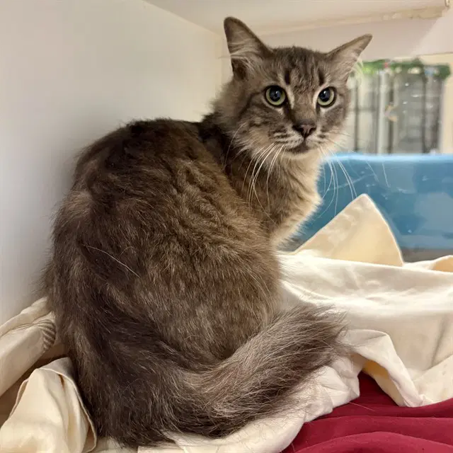 Reggie - Domestic Short Hair