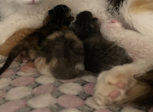 AUGUST, Baby Domestic Short Hair (medium coat), cat for adoption in Westminster, California