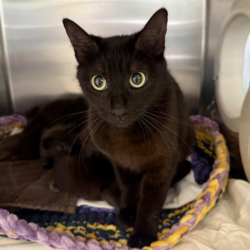 SEA SHELL, Adult Domestic Short Hair (medium coat), cat for adoption in Westminster, California