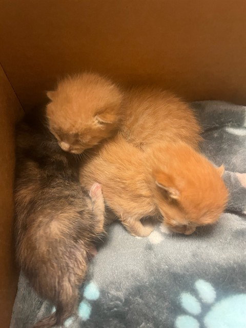 A1907836, Baby Domestic Short Hair (medium coat), cat for adoption in Westminster, California