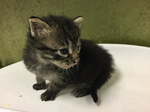 TILE, Baby Domestic Short Hair (medium coat), cat for adoption in Westminster, California