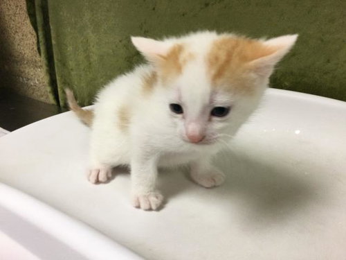 MARSHMELLOW, Baby Domestic Short Hair (medium coat), cat for adoption in Westminster, California