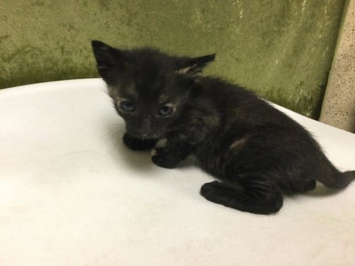 REESES, Baby Domestic Short Hair (medium coat), cat for adoption in Westminster, California