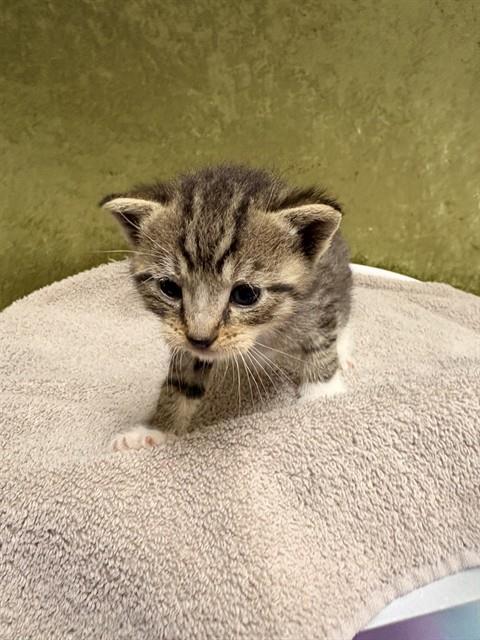 BERLIOZ, Baby Domestic Short Hair (medium coat), cat for adoption in Westminster, California