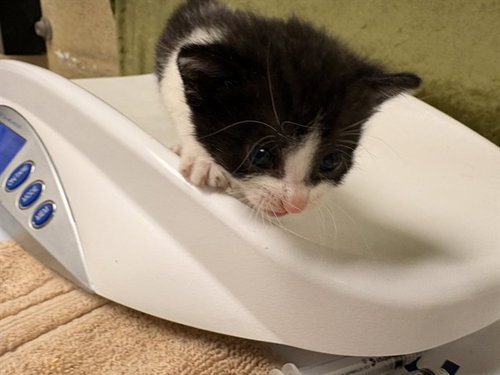 MARILEE, Baby Domestic Short Hair (medium coat), cat for adoption in Alhambra, California