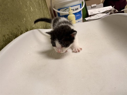 JAMIE, Baby Domestic Short Hair (medium coat), cat for adoption in Westminster, California