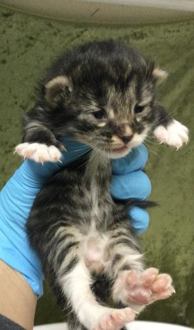 A1908162, Baby Domestic Short Hair (medium coat), cat for adoption in Westminster, California