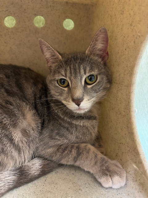 PENNY, an adoptable Domestic Short Hair in Riverside, CA