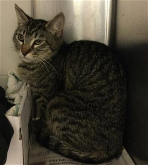 LILY, Adult Domestic Short Hair (medium coat), cat for adoption in Westminster, California