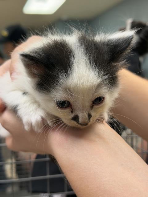 EDD, Baby Domestic Long Hair (medium coat), cat for adoption in Westminster, California