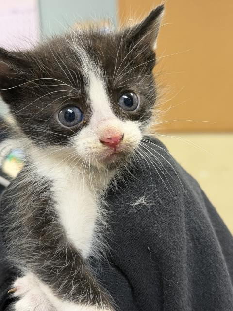ED, Baby Domestic Short Hair (medium coat), cat for adoption in Westminster, California