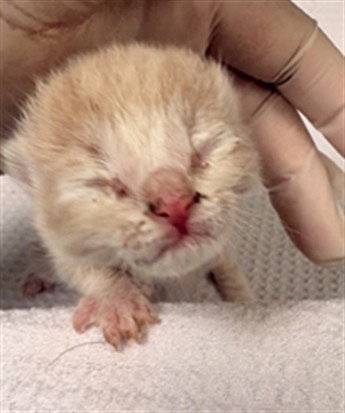 A1908758, Baby Domestic Short Hair (medium coat), cat for adoption in Westminster, California