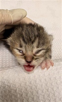 A1908761, Baby Domestic Short Hair (medium coat), cat for adoption in Westminster, California