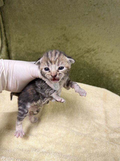 LILO, Baby Domestic Short Hair (medium coat), cat for adoption in Westminster, California