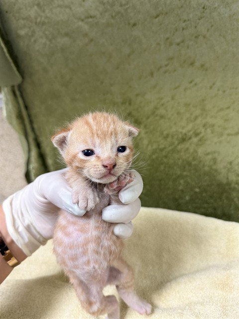 STITCH, Baby Domestic Short Hair (medium coat), cat for adoption in Westminster, California